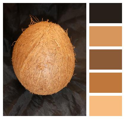 Palm Fruit Coconut Fruit Image